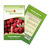 Monatserdbeeren Rügen Samen - Fragaria vesca - Erdbeersamen - Obstsamen - Saatgut für 70 Pflanzen Foto, neu 2024, bester Preis 1,99 € (0,03 € / stück) Rezension