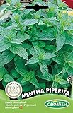 Germisem Mentha Piperita Semillas de Menta 0.2 g Foto, nuevo 2024, mejor precio 2,21 € revisión