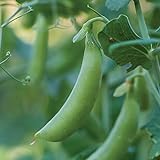 Burpee Little SnapPea Pea Seeds 200 seeds Photo, new 2024, best price $6.63 review