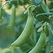 Photo Burpee Little SnapPea Pea Seeds 200 seeds review