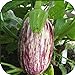 Photo 100 - Graines:. Listada de Gandia Aubergine Seeds - Striping Violet sur Le Blanc y !! examen