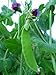 Photo Swiss Giant Snow Pea Seeds- 20+ Seeds by Ohio Heirloom Seeds review
