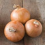 David's Garden Seeds Onion Intermediate-Day Candy 2993 (Yellow) 200 Non-GMO, Hybrid Seeds Photo, new 2024, best price $4.45 review
