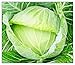 Photo 250 Golden Acre Cabbage Seeds | Non-GMO | Fresh Garden Seeds review