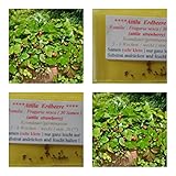 Erdbeere -Attila (ideale Hängeerdbeere) - ca. 30 Samen - aromatischer Geschmack - Rarität !!! Foto, neu 2024, bester Preis 3,95 € Rezension