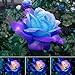 Photo 50 Pcs/Sac Graines De Rose Viable Naturel Mini Graines De Rose Bleu Ornementales Pour Jardin Graines De Plantes De Jardin Graines de rose bleu rose examen