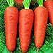 Foto Oce180anYLVUK Karottensamen, 30 Stück Beutel Karottensamen Prolifics Einfach Zu Pflanzen Gute Ernte Gartensämlinge Für Den Garten Karotte Rezension