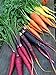 Photo Rainbow Blend Carrot Seeds, 500+ Heirloom Seeds, (Isla's Garden Seeds), 85% Germination Rate, Non GMO Seeds, Botanical Name: Daucus carota review