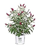 Proven Winner Miss Molly Buddleia 2 Gal, Pink and Red Blooms Photo, new 2024, best price $42.98 review
