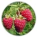 Foto Riesen Himbeere - Ca. 50 Samen - Rubus idaeus - Für Mehrjährige Pflanzen - Gesunde & Vitaminreiche Früchte Rezension