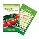 Stabtomaten Harzfeuer F1 Samen - Solanum lycopersicum - Tomatensamen - Gemüsesamen - Saatgut für 15 Pflanzen Foto, neu 2024, bester Preis 1,99 € (0,13 € / stück) Rezension