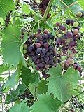 Red Supply Solution Wine Grape 20 Seeds - Vitis Vinifera, Organic Fresh Seeds Non GMO, Indoor/Outdoor Seed Planting for Home Garden Photo, new 2024, best price $11.29 ($0.56 / Count) review
