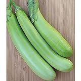 Lousiana Long Green Eggplant Seeds (30+ Seed Package) Photo, new 2024, best price $4.19 review