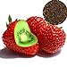 Foto Frische Fruchtsamen mit 500Pcs seltene Erdbeere Kiwi Samen Süße Früchte Yard Bonsai Garten Balkon Pflanze zum Pflanzen Garten Yard Home Landschaftsbau Rezension