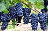Grape Seeds for Planting-50 Seeds Photo, new 2024, best price $6.99 review