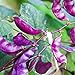 Photo Outsidepride Purple Hyacinth Bean Red Leaved Plant Vine Seed - 100 Seeds review