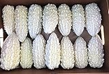Exotic White Bitter Gourd Seeds for Planting - 10 Seeds White Bitter Melon - Rare and Hard to Find. Ships from Iowa, USA Photo, new 2024, best price $10.29 ($1.03 / Count) review