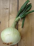 Gemüsezwiebel 'Globo' (Allium cepa) 100 Samen Zipolle Küchenzwiebel Speisezwiebel Bolle Foto, neu 2024, bester Preis 3,45 € Rezension