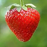 Erdbeeren Ampel Erdbeeren Samen Foto, neu 2024, bester Preis 2,70 € Rezension