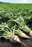 Pelleted-Sugar Beet Seeds - Good yields of Large 3 lb Sugar Beets.Great Tasting!(25 - Seeds) Photo, new 2024, best price $5.79 review