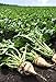 Photo Pelleted-Sugar Beet Seeds - Good yields of Large 3 lb Sugar Beets.Great Tasting!(25 - Seeds) review