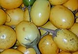 5 Samen Solanum ferox - Aubergine de Siam, essbare Früchte Foto, neu 2024, bester Preis 2,00 € Rezension