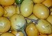 Foto 5 Samen Solanum ferox - Aubergine de Siam, essbare Früchte Rezension
