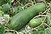 Photo 20 Organic Huge Chinese Asian Winter Melon Seeds Wax Gourd - Seed from Year 2021 USA review