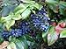 Photo Oregon Holly Grape, Mahonia aquifolium, Shrub Seeds (Edible, Fall Color, Hardy) 20 review