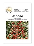 Tomatensamen Jahodo, Cherrytomate Portion Foto, neu 2024, bester Preis 1,95 € Rezension