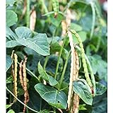 Dixie Lee Crowder Pea Seeds (40 Seed Pack) Photo, new 2024, best price $4.69 review