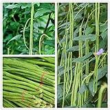 Long Bean Seeds 30g Snake Yard-Long Asparagus Bean Red Noodle Pole Bean Garden Vegetable Green Fresh Chinese Seeds for Planting Outside Door Cooking Dish Taste Sweet Delicious Photo, new 2024, best price $9.99 ($9.44 / Ounce) review