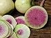 Photo 250+ Radish Seeds- Watermelon- Heirloom Variety by Ohio Heirloom Seeds review