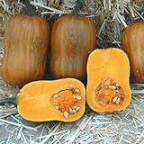 Honeynut Squash Seeds - Grow from The Same Seeds As Farmers - Packaged and Sold by Harris Seeds / Garden Trends - Harris Seeds: Supplying Growers Since 1879 - USDA Certified Organic - 50 Seeds Photo, new 2024, best price $7.20 review