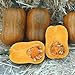 Photo Honeynut Squash Seeds - Grow from The Same Seeds As Farmers - Packaged and Sold by Harris Seeds / Garden Trends - Harris Seeds: Supplying Growers Since 1879 - USDA Certified Organic - 50 Seeds review