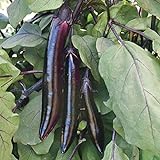 Shikou Hybrid Eggplant Seeds (40 Seed Pack) Photo, new 2024, best price $4.69 ($0.12 / Count) review