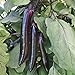 Photo Shikou Hybrid Eggplant Seeds (40 Seed Pack) review