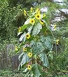 15 Seeds (FF) King Kong Sunflower Photo, new 2024, best price $20.00 review
