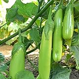 Fingers - Green Eggplant Seeds - 2 g Packet ~450 Seeds - Non-GMO - Vegetable Garden - Solanum melongena Photo, new 2024, best price $3.69 ($52.34 / Ounce) review