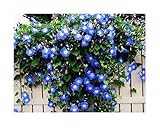 250 Heavenly Blue Morning Blooming Vine Seeds - Wonderful Climbing Heirloom Vine - Morning Glory Non GMO and Neonicotinoid Seed. Marde Ross & Company Photo, new 2024, best price $12.99 ($0.05 / Count) review