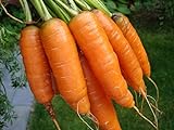 1,000+ Carrot Seeds- Scarlet Nantes Heirloom Variety Photo, new 2024, best price $3.49 review