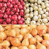 Red,Yellow,White or Mix Onion Sets (40 bulbs) Garden Vegetable(Red) Photo, new 2024, best price $5.35 review