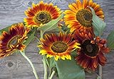 Sweet Yards Seed Co. Autumn Beauty Sunflower Seeds – Extra Large Packet – Over 1,400 Open Pollinated Non-GMO Wildflower Seeds – Helianthus annus – Beautiful Shades of Gold, Bronze, Yellow, and Purple Photo, new 2024, best price $7.97 review