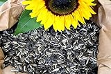 Futterbauer 10 kg Sonnenblumenkerne gestreift Vogelfutter Wintervogelfutter Foto, neu 2024, bester Preis 20,99 € (2,10 € / kg) Rezension