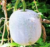 MOCCUROD 25Pcs Wax Gourd Seeds Hair Skin Gourd Seeds Fuzzy Melon Vegetable Seeds Photo, new 2024, best price $7.99 ($0.32 / Count) review