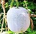 Photo MOCCUROD 25Pcs Wax Gourd Seeds Hair Skin Gourd Seeds Fuzzy Melon Vegetable Seeds review