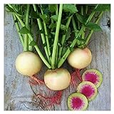 Watermelon Radish Seeds | Heirloom & Non-GMO Vegetable Seeds | Radish Seeds for Planting Home Outdoor Gardens | Planting Instructions Included with Each Packet Photo, new 2024, best price $6.95 review