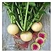 Photo Watermelon Radish Seeds | Heirloom & Non-GMO Vegetable Seeds | Radish Seeds for Planting Home Outdoor Gardens | Planting Instructions Included with Each Packet review