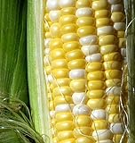 Peaches and Cream Sweet Corn Seeds 1/2 lb Photo, new 2024, best price $24.97 review