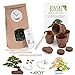 Foto Bonsai Kit incl. eBook GRATUITO - Set con macetas de coco, semillas y tierra - idea de regalo sostenible para los amantes de las plantas (Pino Piñonero + Árbol del Ámbar) revisión